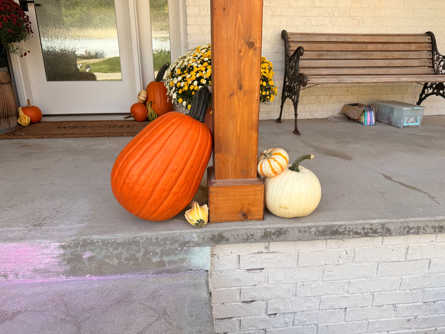 š”Pumpkin Showcase