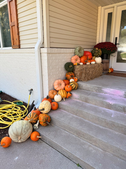 🏡Pumpkin Showcase